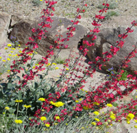 color Example