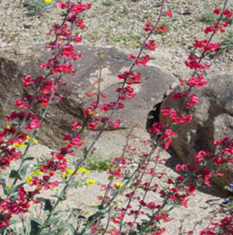 Surperb Penstemon