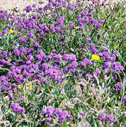 Sand Paper Verbena