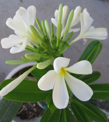 Singapore Plumeria In Bloom
