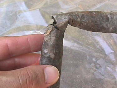 Stem Rot on Plumeria