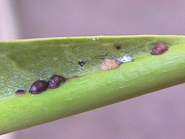 Scale Insects on Plumeria